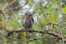 Andean Pygmy Owl