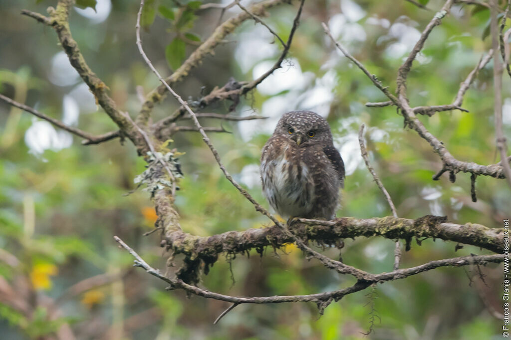 Andean Pygmy Owl