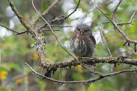 Andean Pygmy Owl