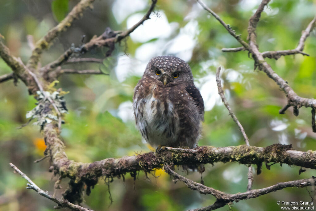 Andean Pygmy Owl