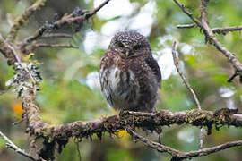 Andean Pygmy Owl