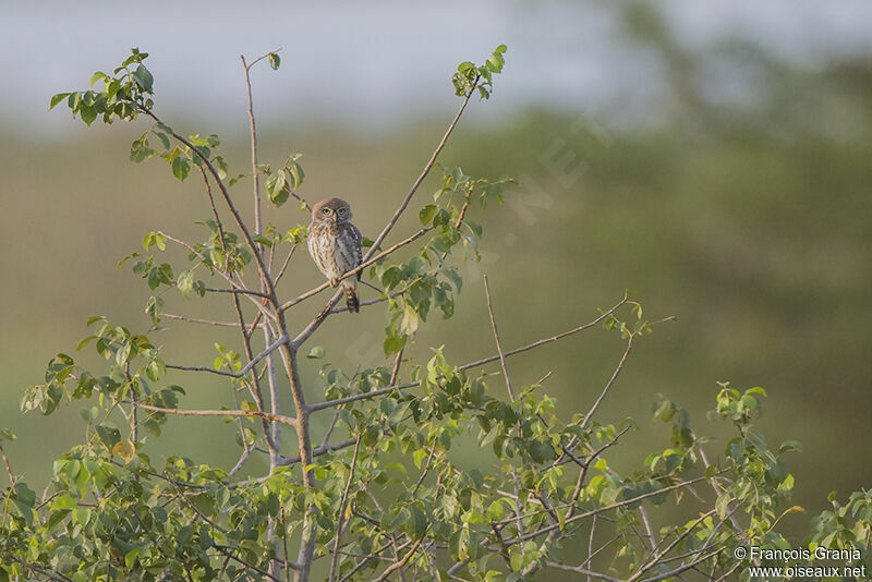 Pearl-spotted Owletadult