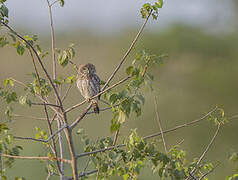 Pearl-spotted Owlet