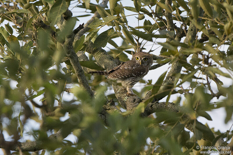 Pearl-spotted Owletadult