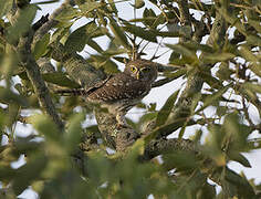 Pearl-spotted Owlet