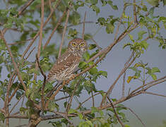 Pearl-spotted Owlet