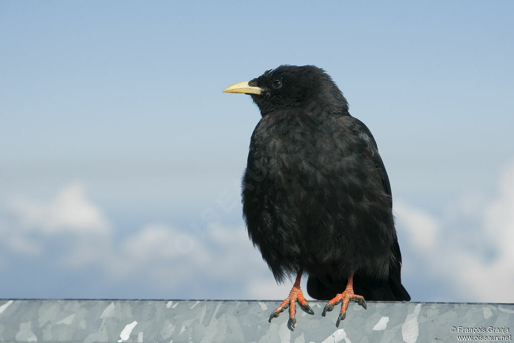 Alpine Choughadult