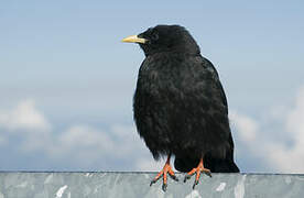 Alpine Chough