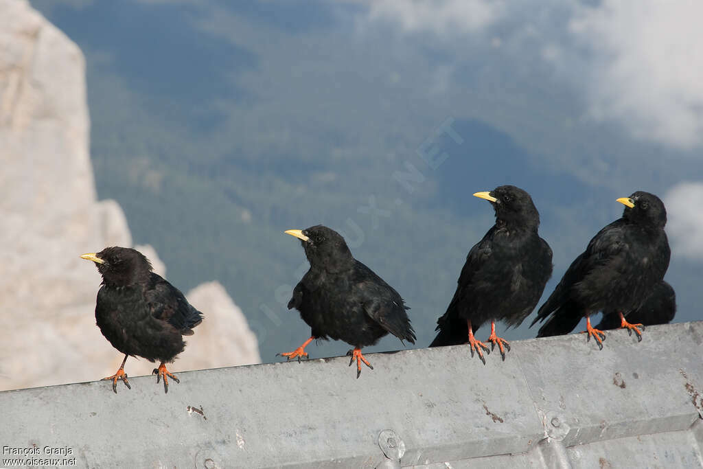 Chocard à bec jauneadulte, habitat, Comportement