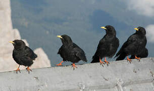 Alpine Chough