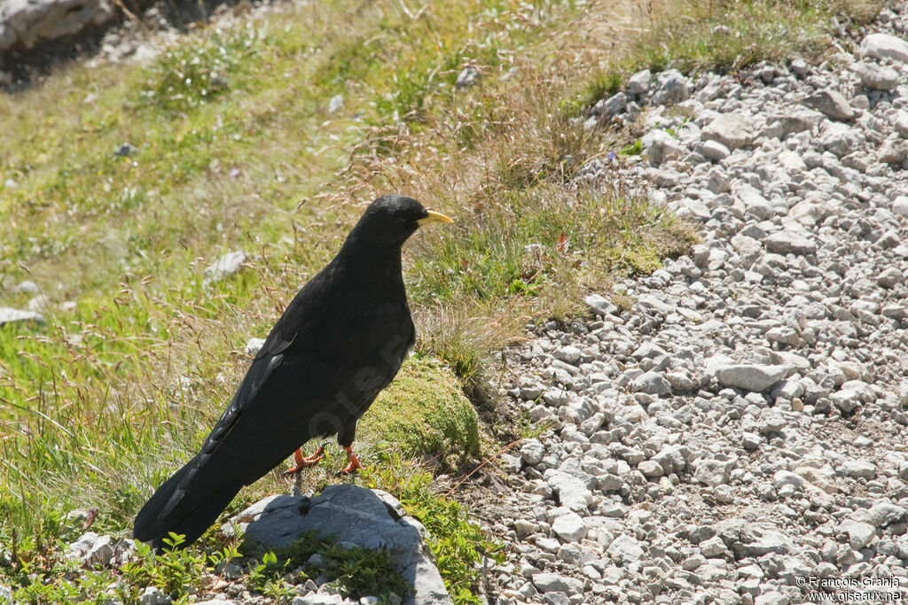 Alpine Chough