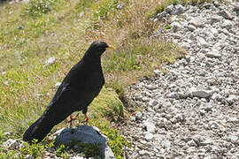 Alpine Chough