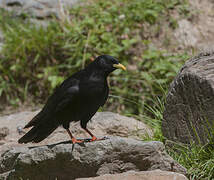 Alpine Chough