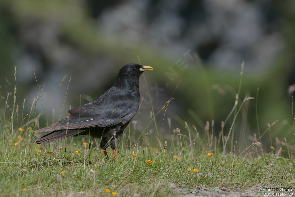 Chocard à bec jauneadulte