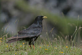 Alpine Chough