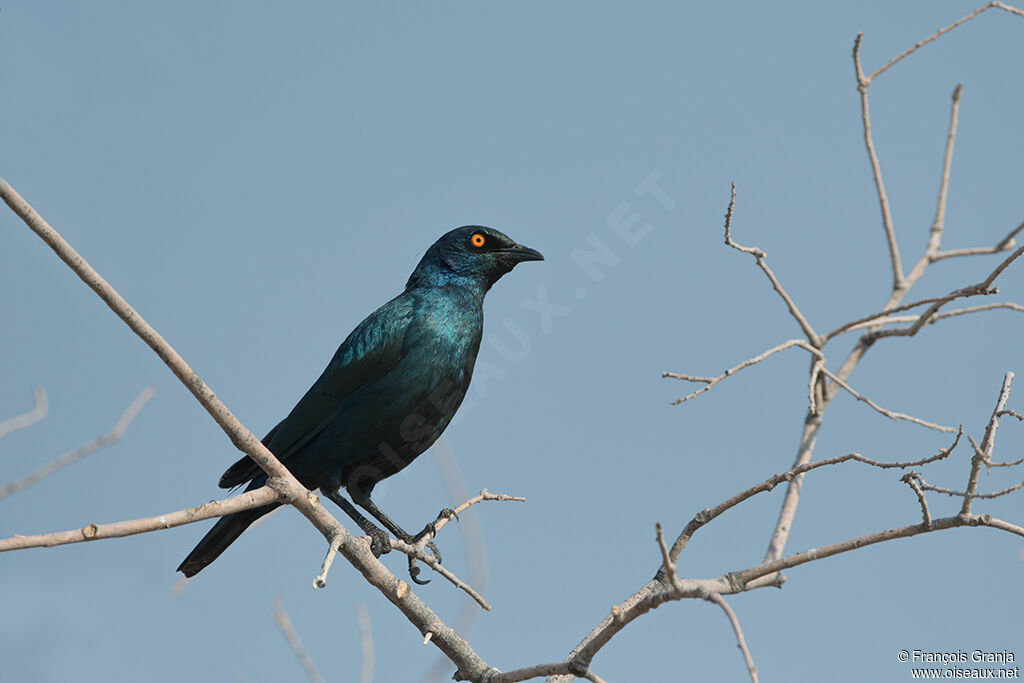 Cape Starling