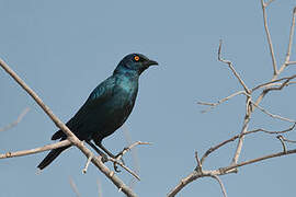 Cape Starling