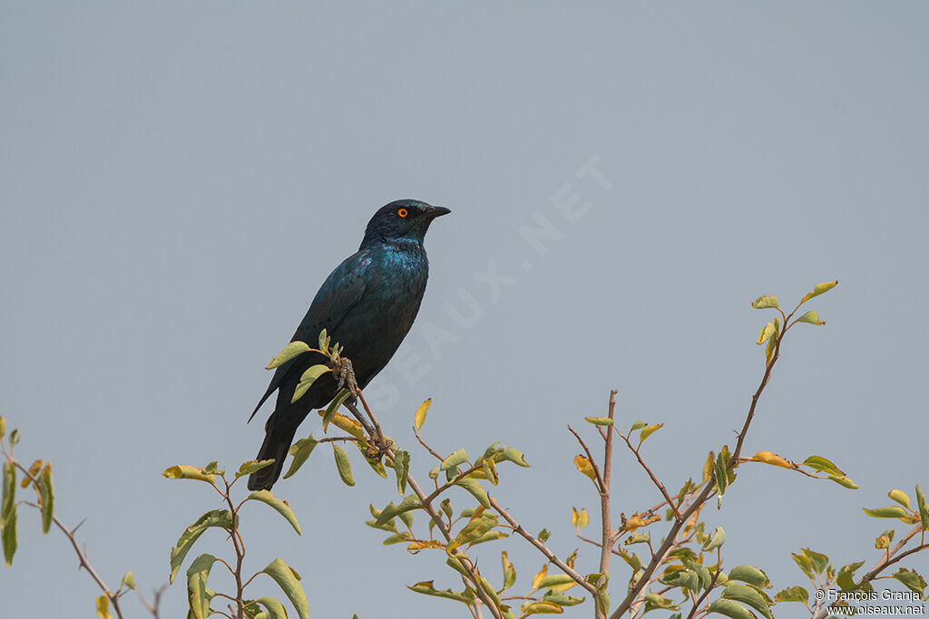 Cape Starling