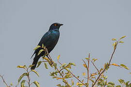 Cape Starling