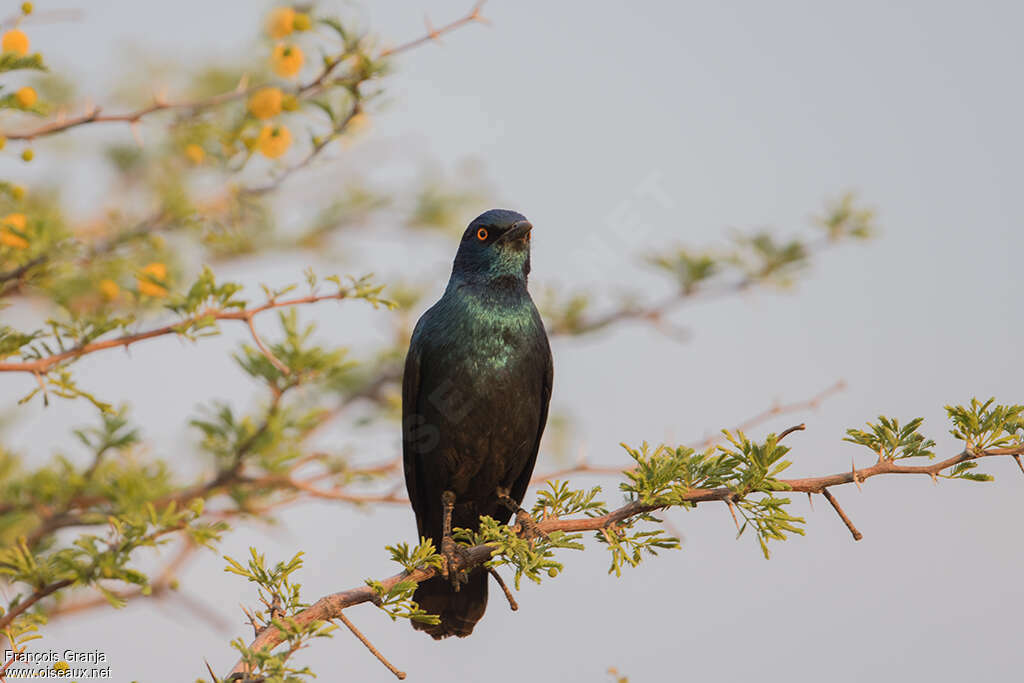 Cape Starlingimmature, pigmentation