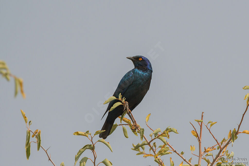 Cape Starling