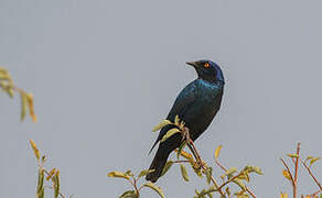 Cape Starling