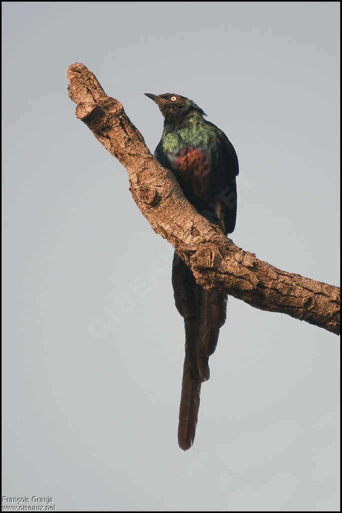 Long-tailed Glossy Starlingadult, close-up portrait