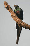 Long-tailed Glossy Starling