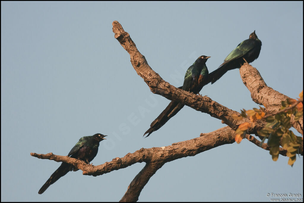 Long-tailed Glossy Starling