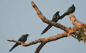 Long-tailed Glossy Starling