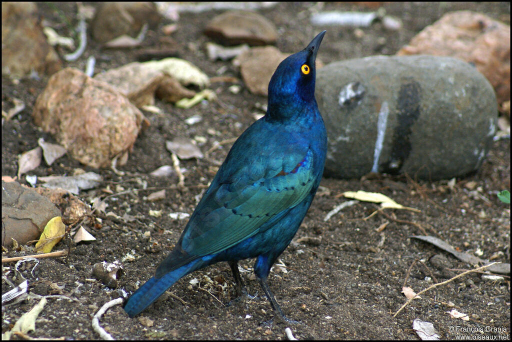 Choucador à oreillons bleus