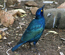 Greater Blue-eared Starling