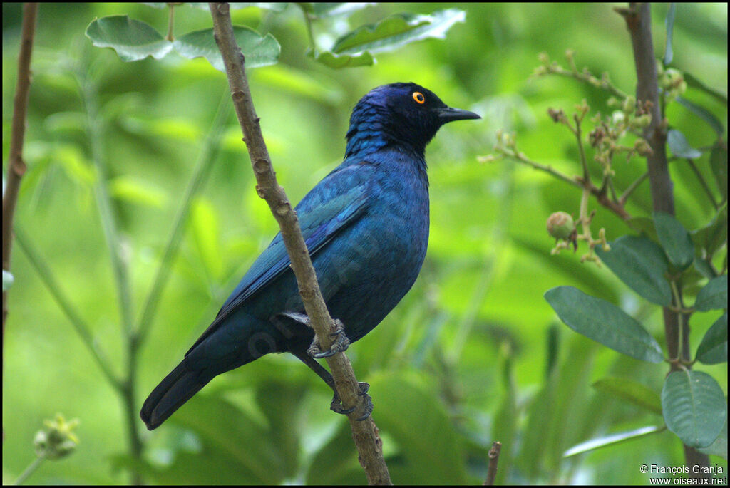 Choucador à oreillons bleus