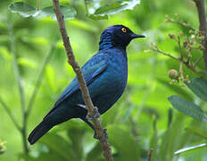 Greater Blue-eared Starling