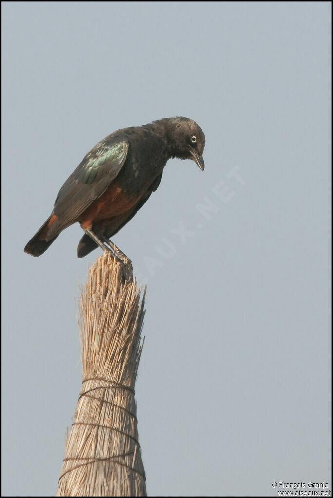 Chestnut-bellied Starling