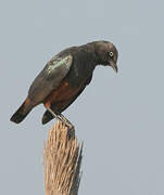 Chestnut-bellied Starling