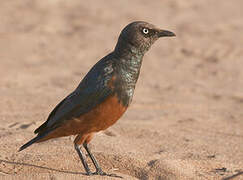 Chestnut-bellied Starling