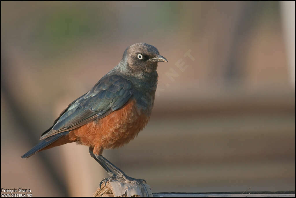 Choucador à ventre rouxadulte, identification