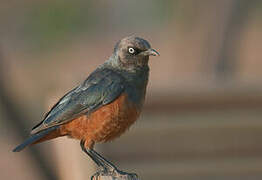 Chestnut-bellied Starling