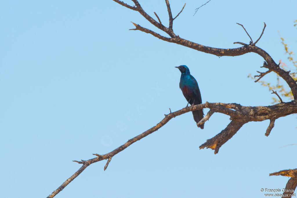 Burchell's Starling