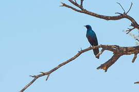 Burchell's Starling