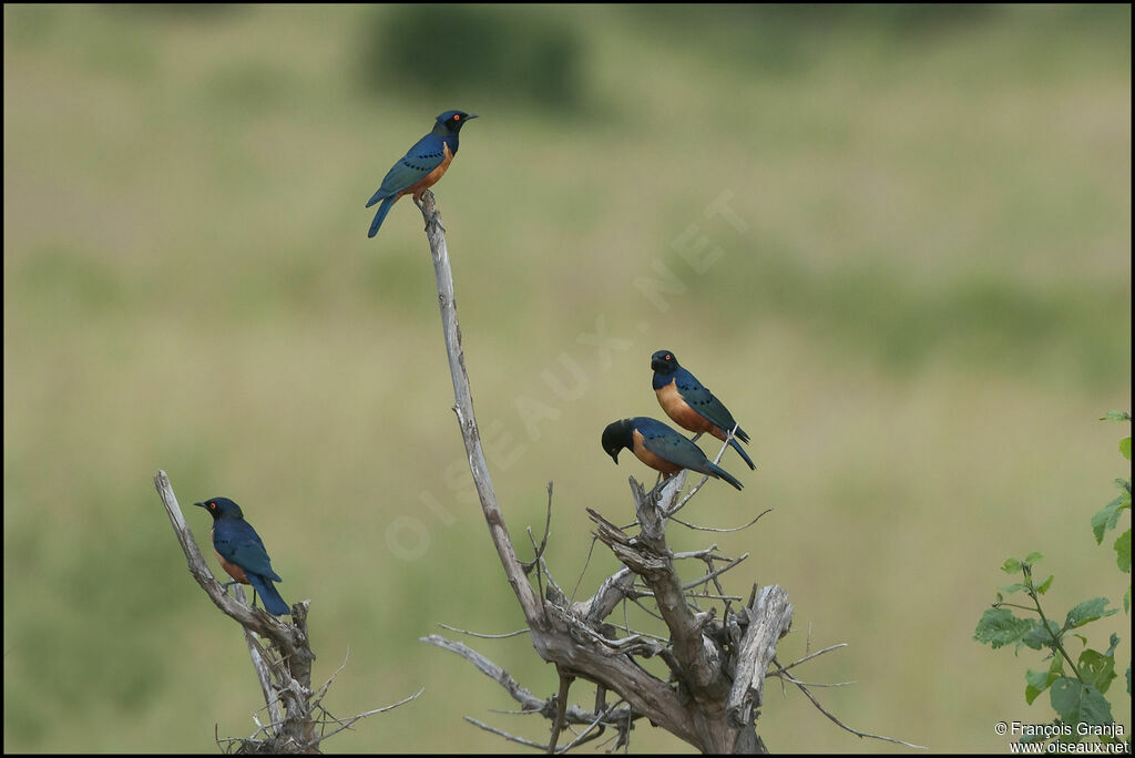 Hildebrandt's Starling