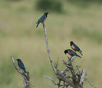 Hildebrandt's Starling