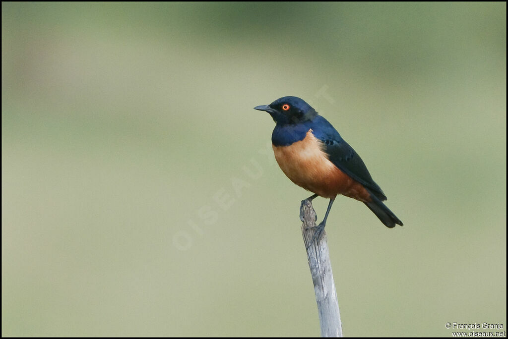 Hildebrandt's Starling