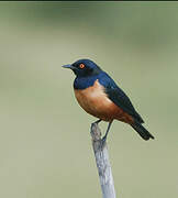 Hildebrandt's Starling