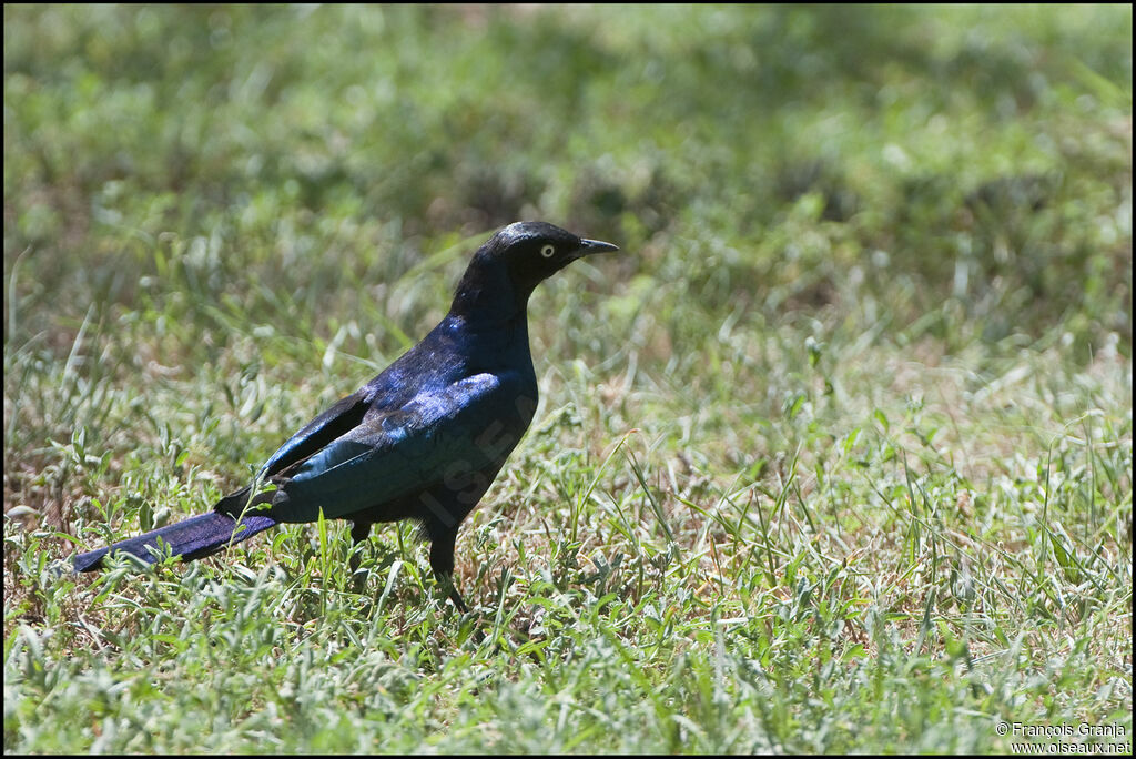 Rüppell's Starling