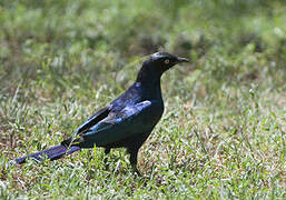 Rüppell's Starling