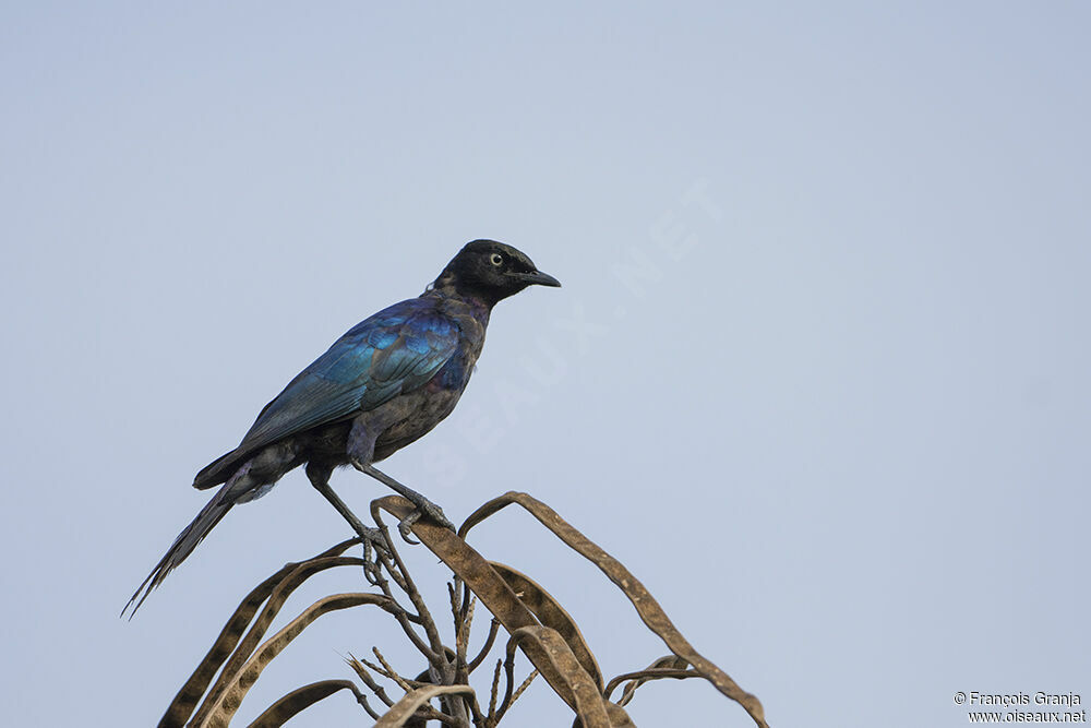 Rüppell's Starling