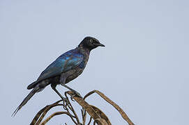 Rüppell's Starling