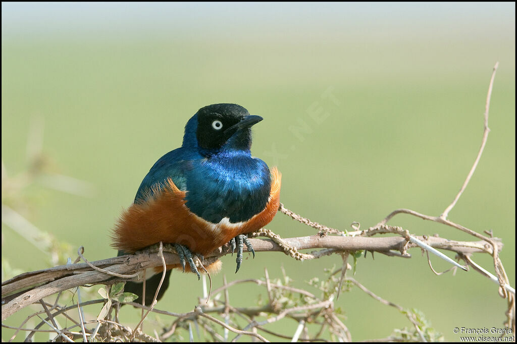 Superb Starling